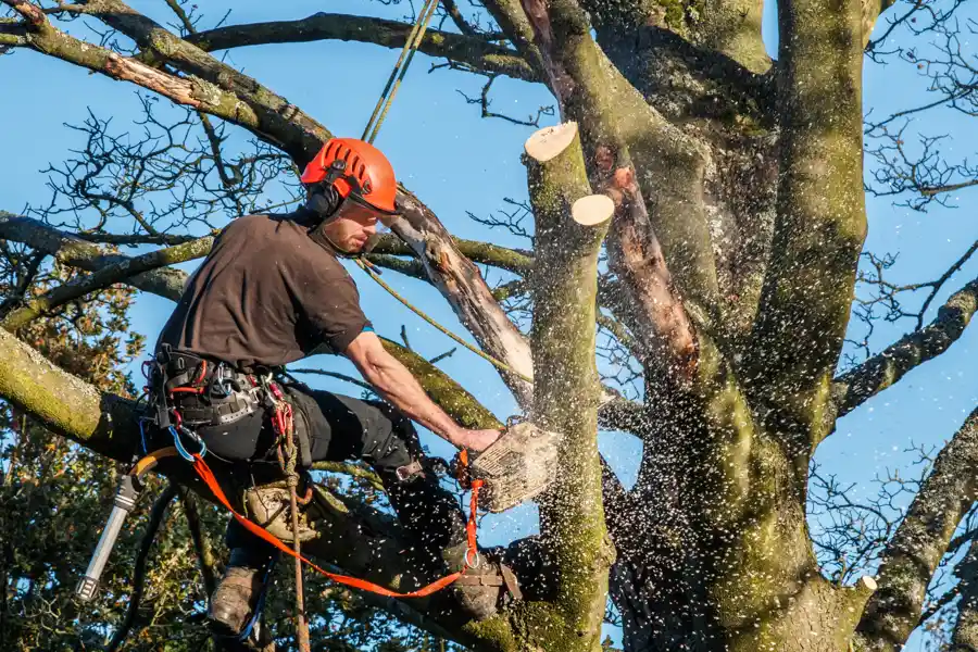Emergency Tree Cutting and Removal